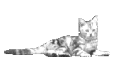 Katze